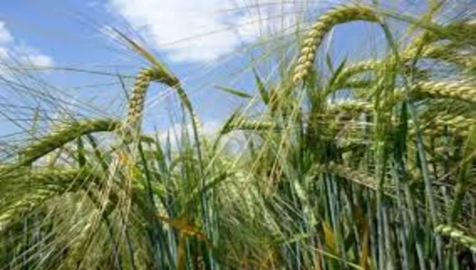 Ціни на зерно в Україні: кукурудза дешевшає, а соя дорожчає – оновлені дані з біржі