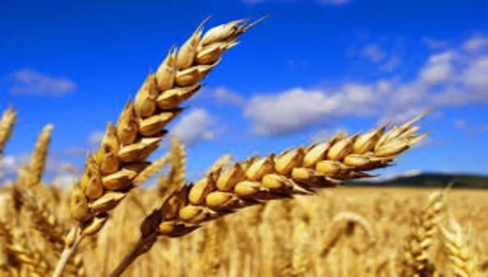 З початку року Україна експортувала 2,5 млн тонн агропродукції