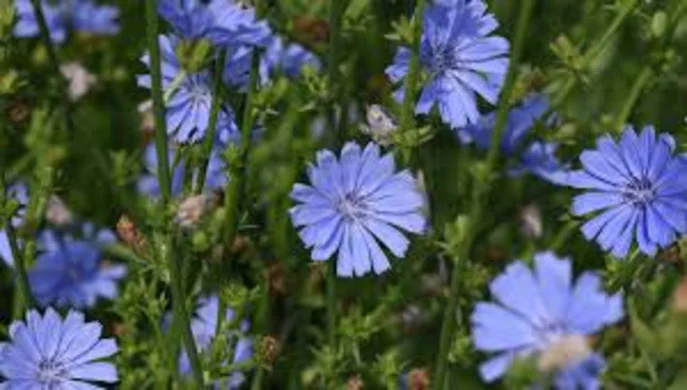 Scientists plan to make bioinsecticide from chicory