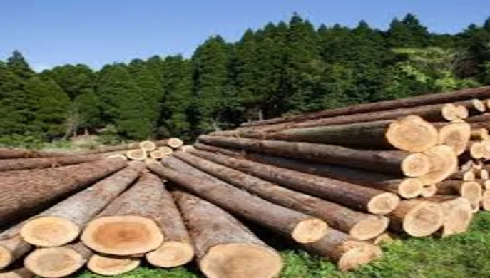 Electronic cabinet for timber exporters: government launches pilot project