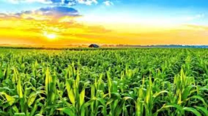Урожай кукурудзи може перевищити очікування — новий прогноз на 2025/26 МР