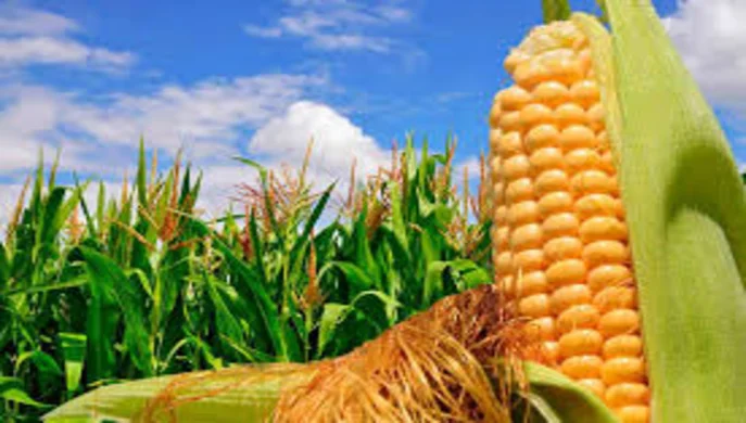 Corn prices have risen to $234–236/t